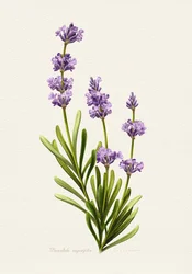 Eleganter Lavendel Botanisch