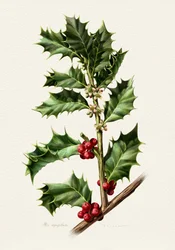 Festliche Stechpalmenbeeren