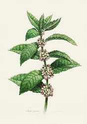Blühende Minze botanisch