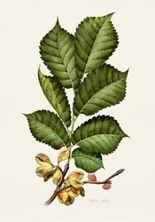 Frische Ulmen-Botanische Studie