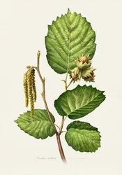 Haselnusszweig Botanisch