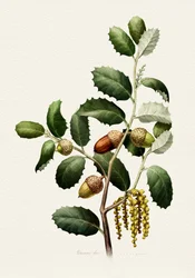 Eicheln Botanisch