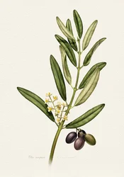Olivenzweig mit Früchten