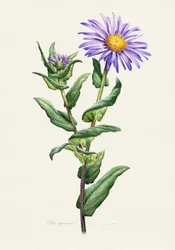 Lila Aster Botanische Studie
