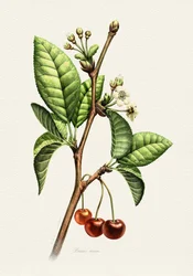 Süßkirsche Botanischer Zweig