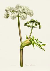 Weiße Angelika botanische Illustration