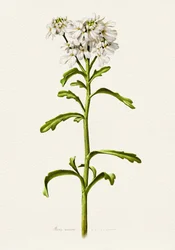 Weiße Schleifenblume