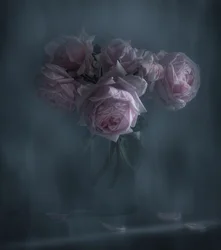 Stimmungsvolle Rosa Rosen