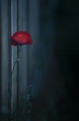 Stimmungsvolle rote Mohnblüte
