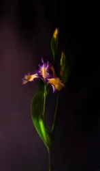 Lebendige Irisblüte
