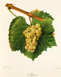Aligoté-Traube