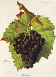Bellino Traube