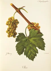 Bia-Traube von J. Troncy
