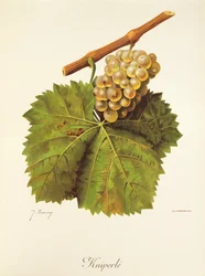 Kniperle-Traube