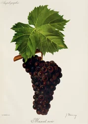 Muscat Noir-Traube