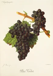 Petit Verdot-Traube