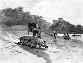 Schildkrötenfang