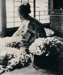 5000 Seidenraupen fressen 125 Pfund Maulbeerblätter für 8 Seidenstränge, um ein Kimono zu machen, um 1900, 1921