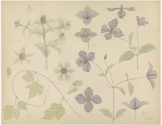Studienblatt mit Meeresdistel, Hopfen und Clematis