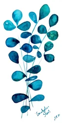 Blaue Eukalyptusblätter
