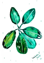 Frische Rhododendronblätter