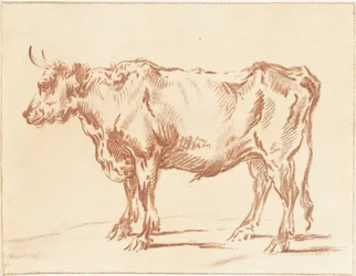 Stehender Ochse