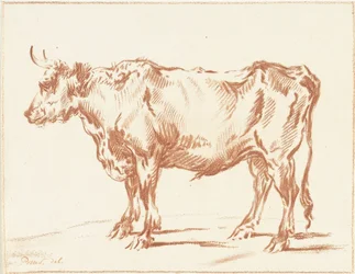 Stehender Ochse