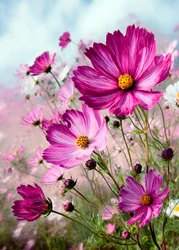 Lebendige rosa Kosmeen