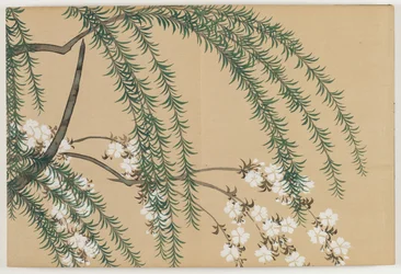 Blumen von hundert Welten (Momoyogusa): Weide und Kirsche