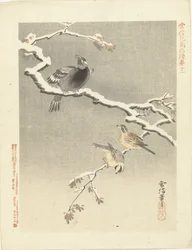 Drei Vögel auf verschneitem Ast