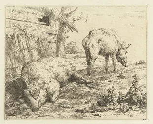 Zwei Schweine