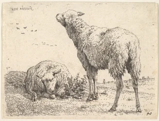 Zwei Schafe, eines frontal in liegender Position mit untergeschlagenen Beinen..., ca. 1655