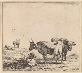 Kuh, Stier und Kalb