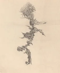 Distel