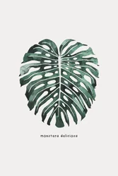 Monstera-Blatt Aquarell