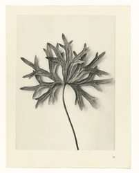 Pflanzenstudien Urformen der Kunst: fotografische Pflanzenbilder (Serientitel)