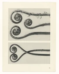 Pflanzenstudie (Urformen der Kunst)