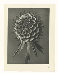 Pflanzenstudie Urformen der Kunst (Serientitel)