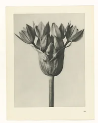 Pflanzenstudie (Urformen der Kunst)