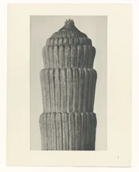 Pflanzenstudie, Equisetum hiemale Urformen der Kunst (Serientitel)