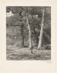Eine Waldlichtung