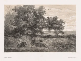 Tiere und Landschaft nach der Natur: Wildschwein in einem Teich