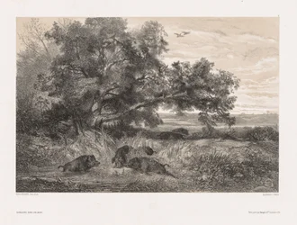 Tiere und Landschaft nach der Natur: Wildschwein in einem Teich, ca. 1850