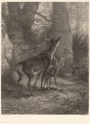 Hirschkuh und Rehkitz