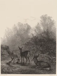 Rehe im Ruhestand