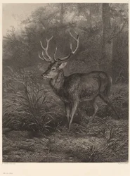 Zehnender Hirsch