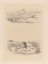 Schwan, Reiher