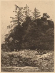 Hirsche in einem Park
