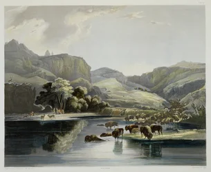 Herden von Bisons und Elchen am oberen Missouri, Tafel 47 aus Band 2 von 