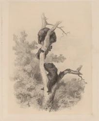 Die Bären